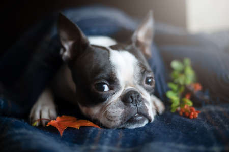 Portrait of a Boston Terrier dog in a cozy home interior on an autumn day.の写真素材