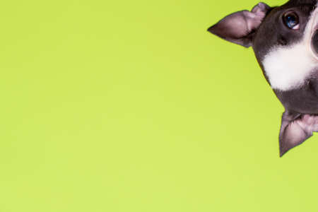 Funny head of a Boston Terrier dog looks out on a green background. Copy space.の写真素材