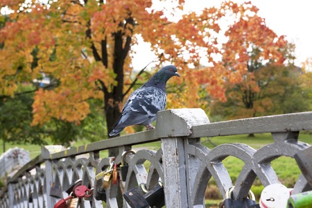 Bridge with locks. Petrozavodsk Russia 23 September 2015のeditorial素材