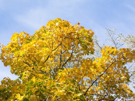 Yellow leaves on a blue sky background