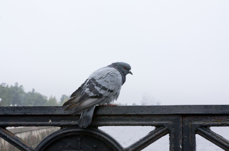 Pigeon sitting on the parapet of the bridgeの写真素材