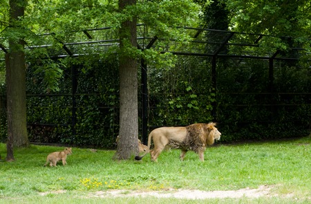 Mechelen, Belgium - 17 May 2016: Lions family in Planckendael zooのeditorial素材