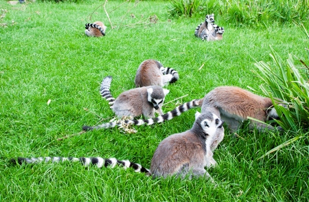 Mechelen, Belgium - 17 May 2016: Lemurs in Planckendael zoo