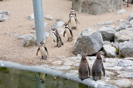 Mechelen, Belgium - 17 May 2016: Penguins in Planckendael zooのeditorial素材