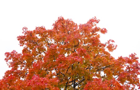 Red maple on white sky background at autumn.