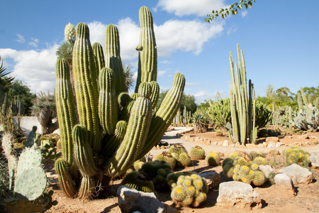 Cactus garden at island Majorca, Balearic Islands, Spainの写真素材