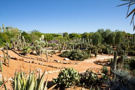 Cactus garden at island Majorca, Balearic Islands, Spain