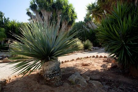 Cactus garden at island Majorca, Balearic Islands, Spainの写真素材
