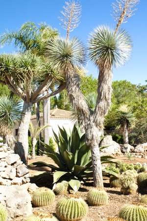 Cactus garden at island Majorca, Balearic Islands, Spainの写真素材