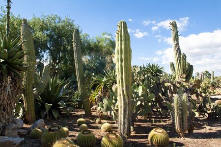 Cactus garden at island Majorca, Balearic Islands, Spainの写真素材