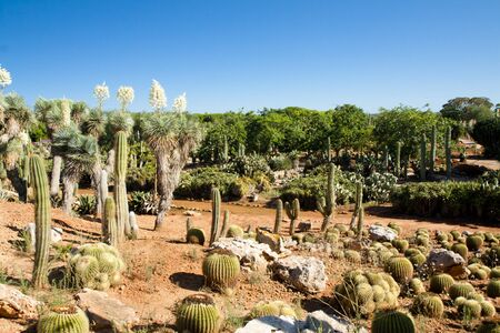 Cactus garden at island Majorca, Balearic Islands, Spainの写真素材
