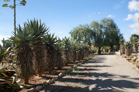 Cactus garden at island Majorca, Balearic Islands, Spainの写真素材