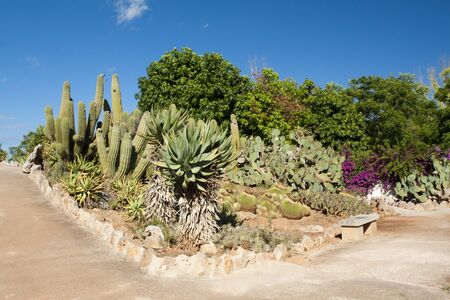 Cactus garden at island Majorca, Balearic Islands, Spainの写真素材