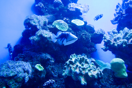 Colorful exotic tropical fishes underwater in aquarium