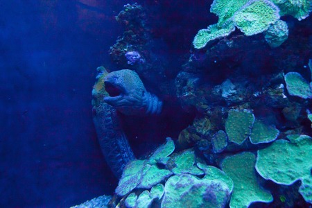 Colorful exotic tropical fishes underwater in aquarium