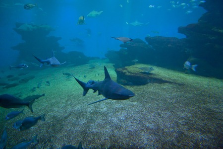 Colorful exotic tropical fishes and sharks underwater in aquariumの写真素材