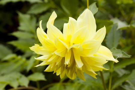 Yellow flower Dahlia close-up at the autumnの写真素材
