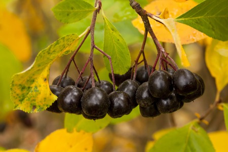 Black chokeberry Aronia melanocarpa fruit in the autumn garden. Close-upの写真素材
