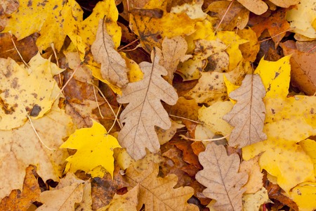 Beautiful autumn park with yellow maple leavesの写真素材