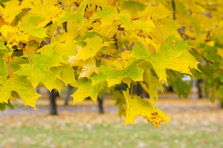 Beautiful autumn park with yellow maple leaves