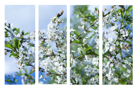 Collage of beautiful apple tree white flowersの写真素材