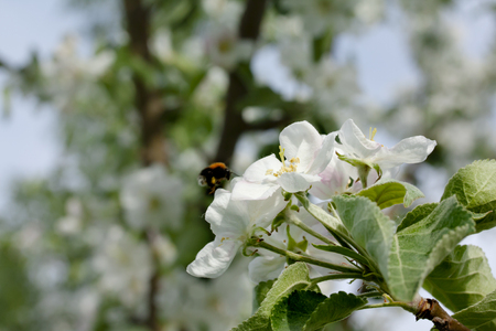 Beautiful apple tree white blossom in natureの写真素材