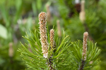 Beautiful green pine branch in the garden, macroの写真素材
