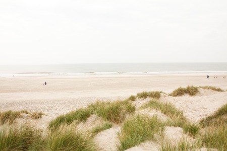 North Sea beach in Denmark. Dune grassの写真素材