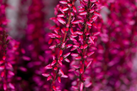 Erica calluna vulgaris pink background at winterの写真素材