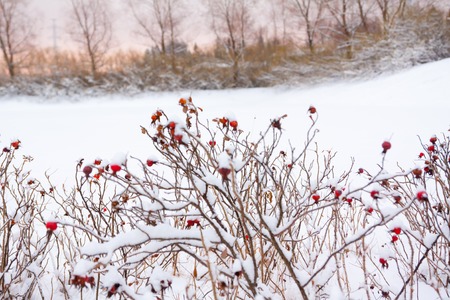 Winter landscape and snow on a wild rose bush close-upの写真素材