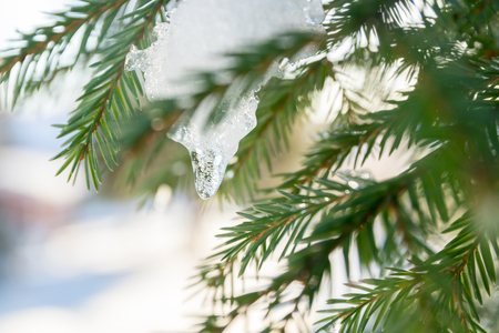 Branches and needles of spruce covered with snow and ice in the winter forest in Finlandの写真素材