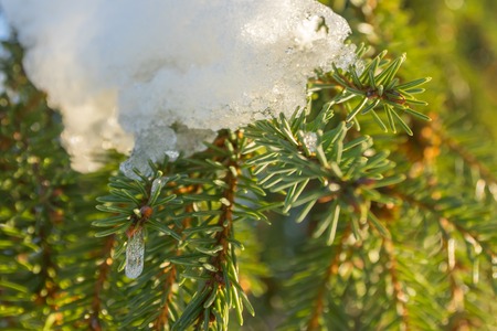 Branches and needles of spruce covered with snow in the winter forest in Finlandの写真素材