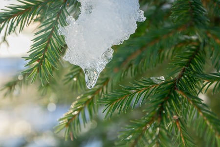 Branches and needles of spruce covered with snow and ice in the winter forest in Finland