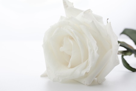 Beautiful white rose isolated on white background.の写真素材