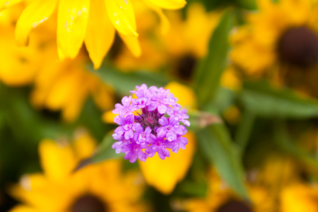 Violet verbena flowers on blurred yellow background with rain drops is in the garden at summer, macro close-up.の写真素材