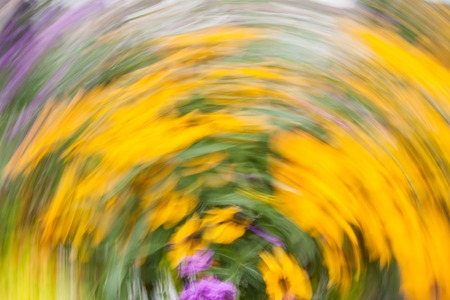 Abstract blurred photo in motion of bright yellow Rudbeckia Fulgida cone flowers with dark brown capitula are blossoming in the garden at summer.の写真素材