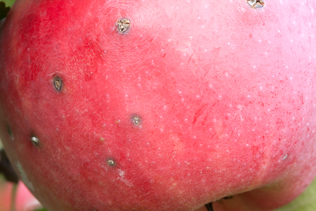 Red apple with scab growing on tree.の写真素材