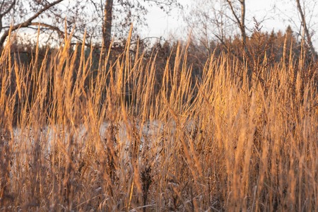 Beautiful autumn landscape of dry grass and Kymijoki river waters at sunset. Finland, Kymenlaakso, Kouvola.の写真素材