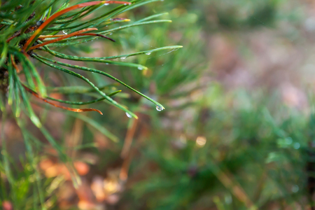 A bright evergreen pine tree green needles branches with rain drops and cobweb. Fir-tree with dew, conifer, spruce close up, blurred background. Drops after rain on the trees in close-upの写真素材