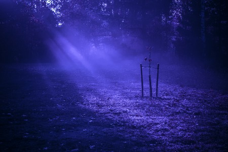 Autumn night moon light rays piercing through the trees and fog to the young small treeの写真素材