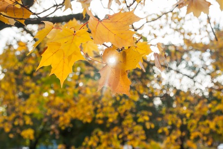 Autumn in the park: golden maple tree leaves in the sunlight