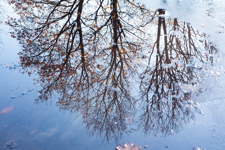 Trees and sky reflections in the puddles in autumn parkの写真素材