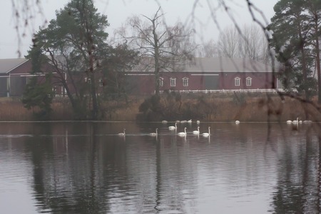 Autumn dark calm landscape on a foggy river with a white swans and trees reflection in water. Finland, river Kymijokiの写真素材