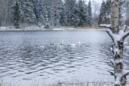 Winter calm landscape on a river with a white swans. Finland, river Kymijoki.の写真素材