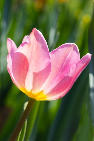 Close-up bright colorful pink tulip blooms in spring morning.の写真素材
