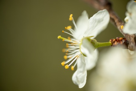 Plum white flowers with the soft background