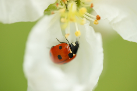 Red ladybug on apple tree flower macro close-upの写真素材