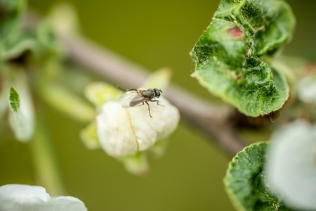Fly on apple tree flower macro close-upの写真素材