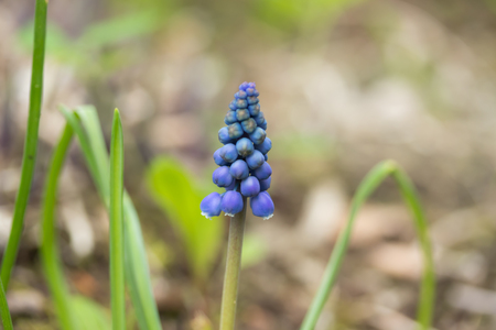 Blue Muscari in spirng garden, spring plant, wildflowers. Macro shooting.の写真素材
