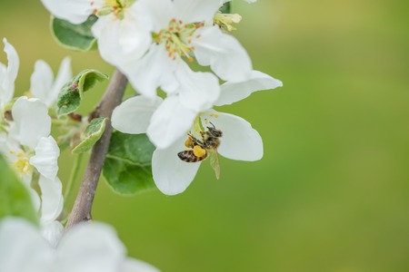 Honey bee pollinating apple blossom in spring garden